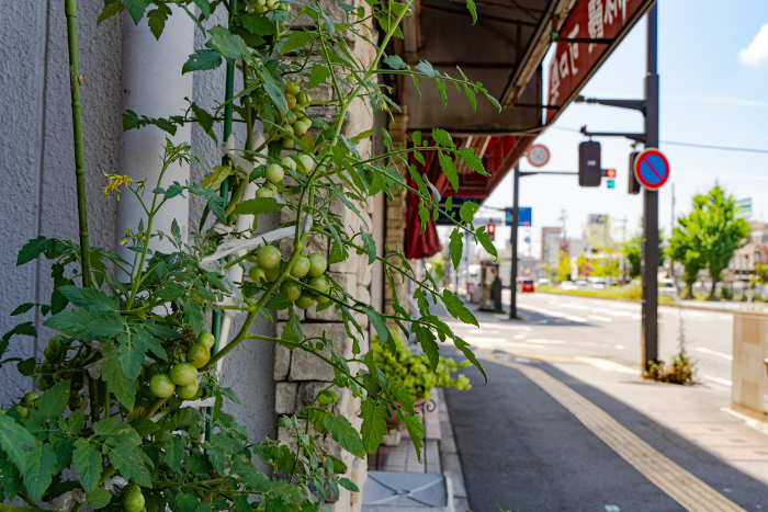 Mini-tomatoes growing along the sidewalk