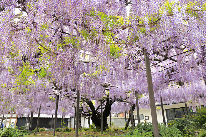 Wisteria at Takehana Betsuin, Gifu Prefecture Over 300 years old, designated as a natural monument by the prefecture