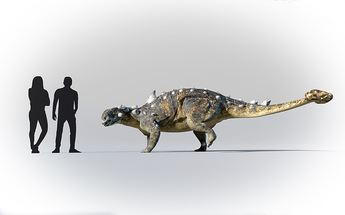 Humans compared to Euoplocephalus Artwork showing the relative scale of humans and Euoplocephalus. This animal from the Late Cretaceous period, 76 million years ago, belonged to a diverse group of armoured dinosaurs called  after their prototype  ankylosaurids. Euoplocephalus was the second largest animal from this group  after Ankylosaurus , and grew to lengths of around 5.5 m  18 ft . Like most ankylosaurs, it was covered in bony plates and equipped with a massive club at the end of its tail, to defend itself from and deter predators., by MARK GARLICK SCIENCE PHOTO LIBRARY