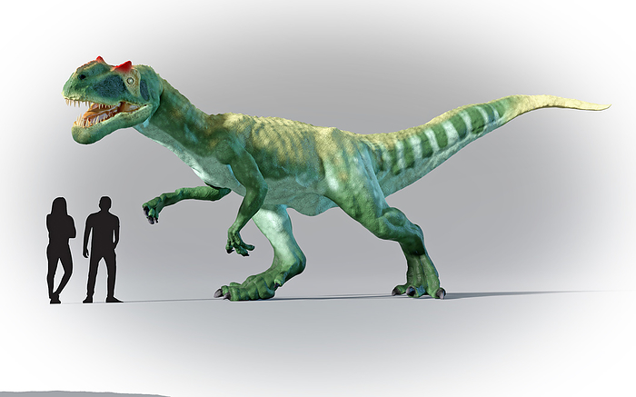 Humans compared in scale to Allosaurus Artwork showing the relative scale of humans and Allosaurus  meaning  different lizard  . This large theropod, an apex predator, lived during the Late Jurassic period and is often referred to as the  lion of the Jurassic . It averaged 8.5 m  28 ft  long but some specimens may have grown to lengths of 9.7 m  32 ft . It was therefore a fair bit smaller than Tyrannosaurus  which lived 80 million years later  but was no doubt still a formidable animal., by MARK GARLICK SCIENCE PHOTO LIBRARY