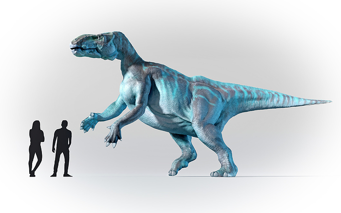 Humans compared in scale to Iguanodon Artwork showing the relative scale of humans and Iguanodon. This was one of the very first dinosaurs ever discovered. It lived during the Early Cretaceous period and measured around 9 m long  30 ft , with some specimens possibly up to 13 m  43 ft ., by MARK GARLICK SCIENCE PHOTO LIBRARY