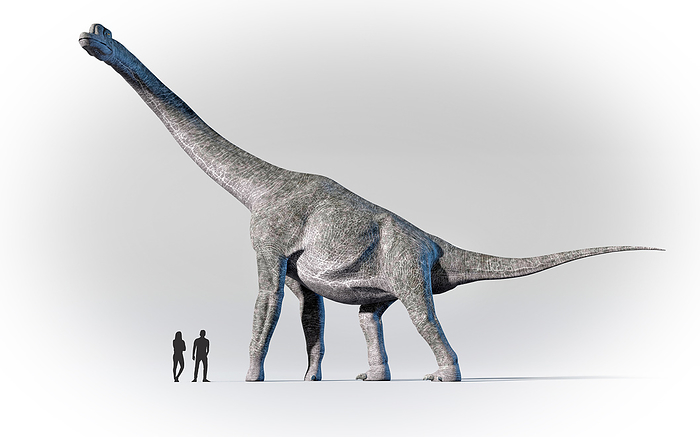 Humans compared in scale to Brachiosaurus Artwork showing the relative scale of humans and Brachiosaurus. This famous sauropod lived about 155 150 million years ago during the Late Jurassic period, and measured around 21 m  69 ft  long., by MARK GARLICK SCIENCE PHOTO LIBRARY