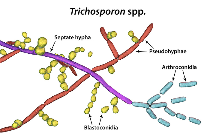 Structure of Trichosporon fungus, illustration Structure of fungi Trichosporon, 3D illustration shows septate hyphae, pseudohyphae, blastoconidia singly or in short chains, and arthroconidia. This fungus causes white piedra, superficial and invasive infections., by KATERYNA KON SCIENCE PHOTO LIBRARY