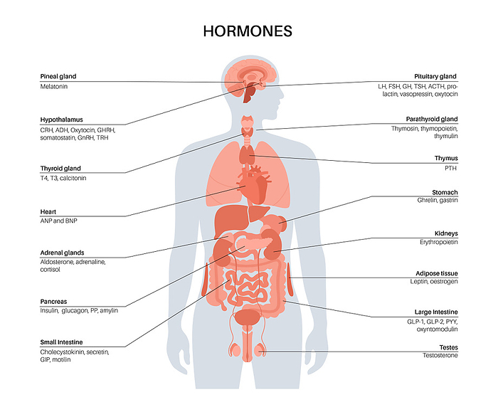 Human hormones, illustration Human hormones, illustration., by PIKOVIT   SCIENCE PHOTO LIBRARY