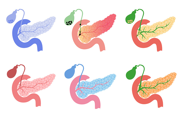 Digestive organs, illustration Digestive organs, illustration., by PIKOVIT   SCIENCE PHOTO LIBRARY
