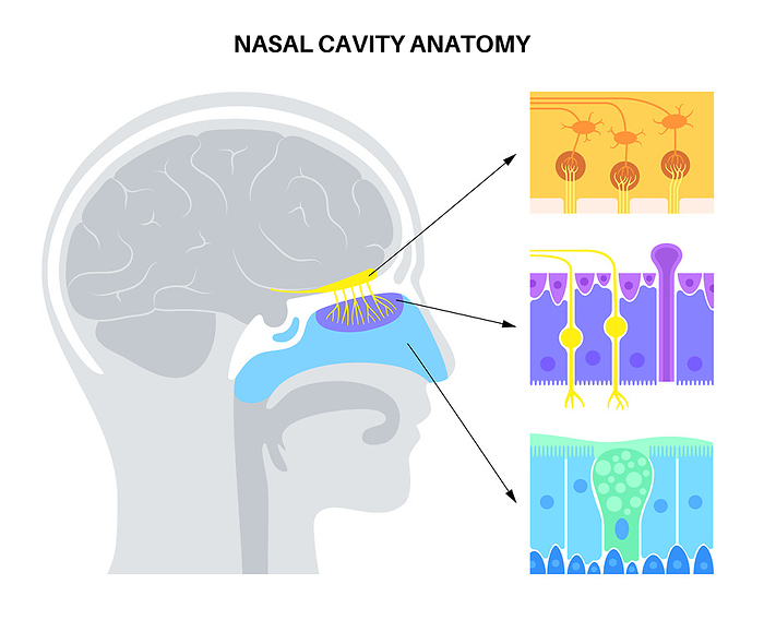 Nasal cavity anatomy, illustration Nasal cavity anatomy, illustration., by PIKOVIT   SCIENCE PHOTO LIBRARY