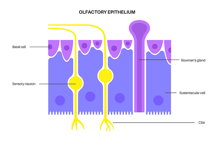 Olfactory epithelium, illustration Olfactory epithelium, illustration., by PIKOVIT   SCIENCE PHOTO LIBRARY