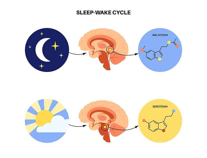 Sleep wake cycle, illustration Sleep wake cycle, illustration., by PIKOVIT   SCIENCE PHOTO LIBRARY