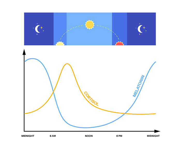 Sleep wake cycle, illustration Sleep wake cycle, illustration., by PIKOVIT   SCIENCE PHOTO LIBRARY