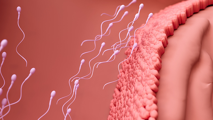 Sperm cells travelling to fertilise egg cell, illustration Sperm cells travelling to fertilise egg cell, illustration., by DESIGN CELLS SCIENCE PHOTO LIBRARY