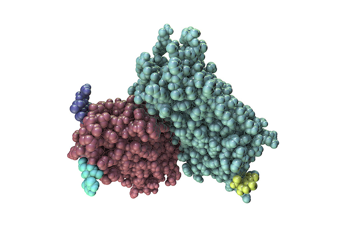 Rhodopsin molecule, illustration Molecular model of rhodopsin. Rhodopsin  also called visual purple  is a pigment found in the rod photoreceptor cells in the retina of the eye, where it absorbs light falling on the retina. The rhodopsin complex consists of the protein opsin, bound to a non protein component, retinal. The retinal molecule absorbs light, which causes it to change shape and separate from the opsin. This initiates the transmission of nerve impulses to the brain, leading to the sensation of vision. The great sensitivity of rhodopsin is what allows vision in dim light., by KATERYNA KON SCIENCE PHOTO LIBRARY