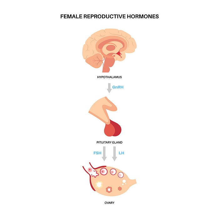 Female reproductive hormones, illustration Female reproductive hormones, illustration., by PIKOVIT   SCIENCE PHOTO LIBRARY