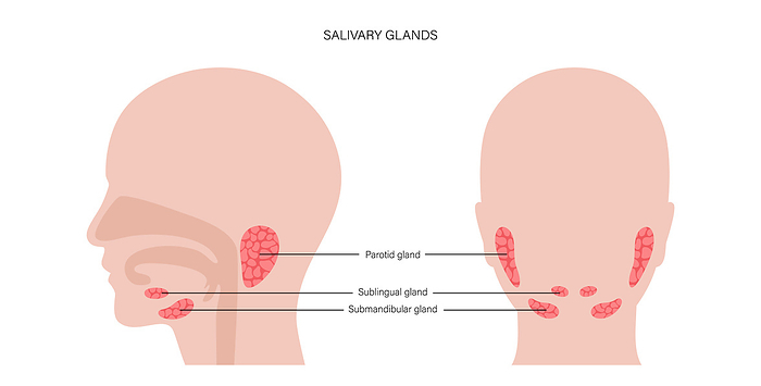 Salivary glands, illustration Salivary glands, illustration., by PIKOVIT   SCIENCE PHOTO LIBRARY