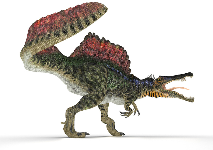 Spinosaurus dinosaur, illustration Spinosaurus  Spinosaurus aegyptiacus  dinosaur, illustration. Spinosaurus was a large theropod dinosaur that lived 95 to 70 million years ago. It had a large sail along its back formed from very long neural spines. The sail was thought to act as a thermoregulator or sexual display. It s teeth and jaw shape indicates that it fed mainly on fish. It is thought that it was semi aquatic. The largest specimen measured 18 metres in length making it the largest carnivorous dinosaur that ever lived., by ANIMATE4.COM SCIENCE PHOTO LIBRARY