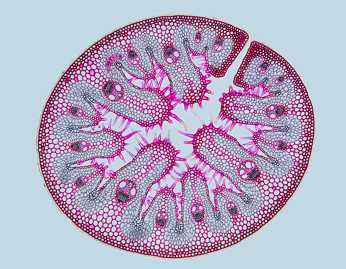 Marram grass, light micrograph Light micrograph of a cross section of a leaf of marram grass  Ammophila arenaria . This grass is widely planted to stabilise sand dunes as it is resistant to desiccation by the wind. This resistance is due to its tough waxy outer epidermis with few stomata and an elaborate inner epidermis covered with fine hairs designed to collect and retain moisture. The leaf can roll up completely to retain moisture. The tissue was stained with Acridine red and nuclear black. Microscopic contrast method: Brightfield. Magnification: x100 when printed at 10 centimetres wide., by GERD GUENTHER SCIENCE PHOTO LIBRARY