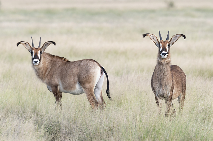 Roan antelope Roan antelope   Hippotragus equinus . Photographed in Kimberley, Northern Cape, South Africa., by TONY CAMACHO SCIENCE PHOTO LIBRARY