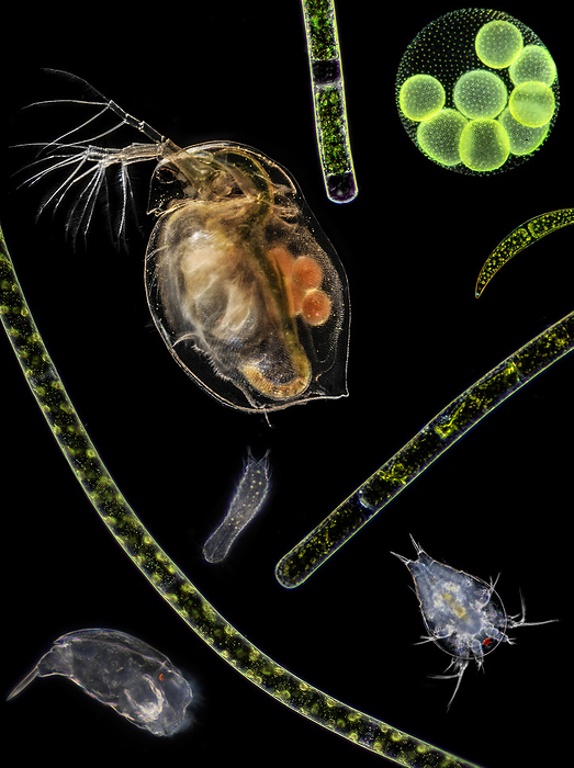 Pond life, composite light micrograph Pond life, composite light micrograph. From left to right are a Cephalodella sp. rotifer, a gastrotrich, a water flea  Daphnia sp.  with eggs and a copepod  Cyclops sp.  larva. Strands of filamentous algae cross the image. A Volvox sp. colony sits at top right. Components are not shown to scale., by LAGUNA DESIGN SCIENCE PHOTO LIBRARY