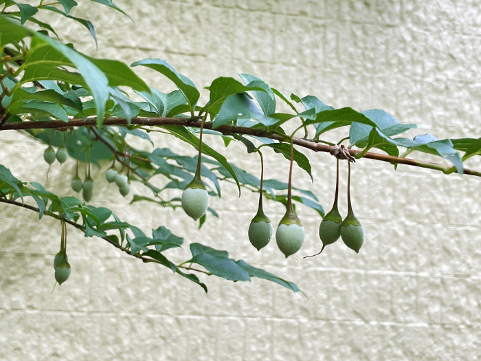 Drooping egonia fruit, summer