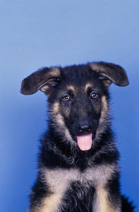 German shepherd puppy on blue background
