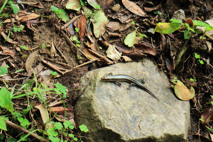 A Japanese lizard resting on a stone