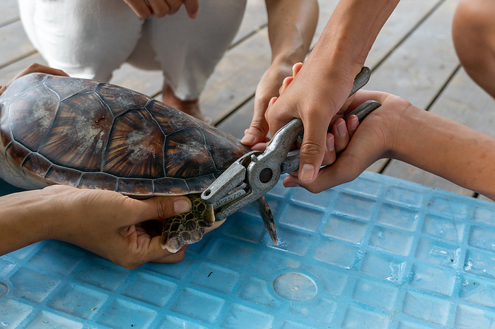 Ogasawara Sea turtles are marked