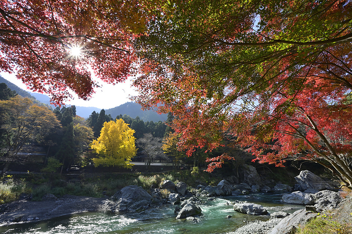 Ontake Valley and Tama River with colored maples and ginkgo trees Ome City, Tokyo