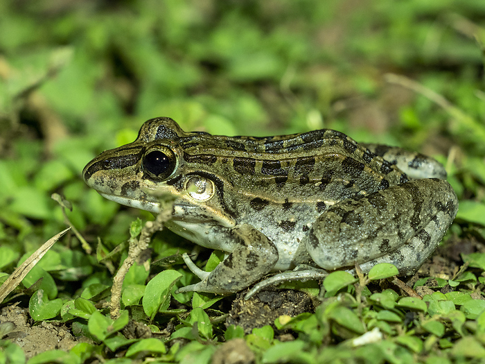 Adult frog from the order Anura, Pouso Allegre, Mata Grosso, Pantanal, Brazil. Adult frog from the order Anura, Pouso Allegre, Mato Grosso, Pantanal, Brazil, South America, Photo by Michael Nolan