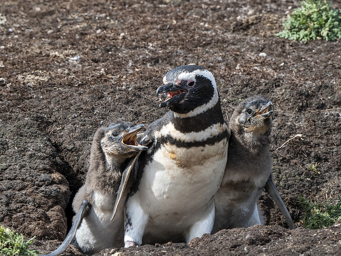 Adult Magellanic penguin, Spheniscus magellanicus, being accosted by hungry chicks on New Island, Falklands. Adult Magellanic penguin  Spheniscus magellanicus , being accosted by hungry chicks on New Island, Falklands, South America, Photo by Michael Nolan