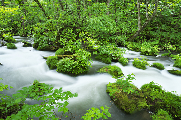 Oirase Stream in fresh green, Aomori Pref.