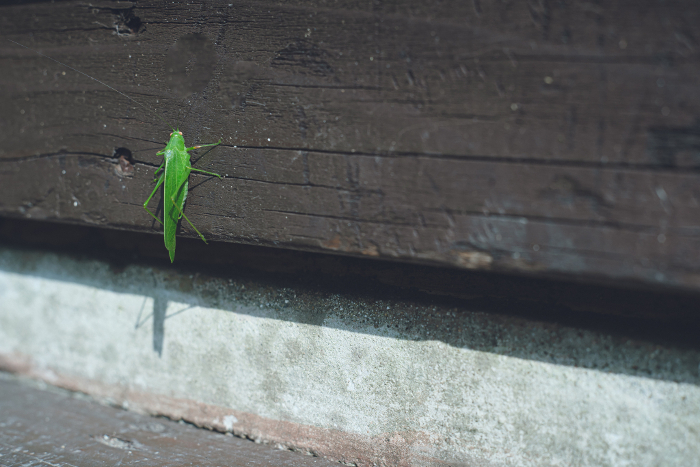 Green grasshopper perches on the wall of a private house