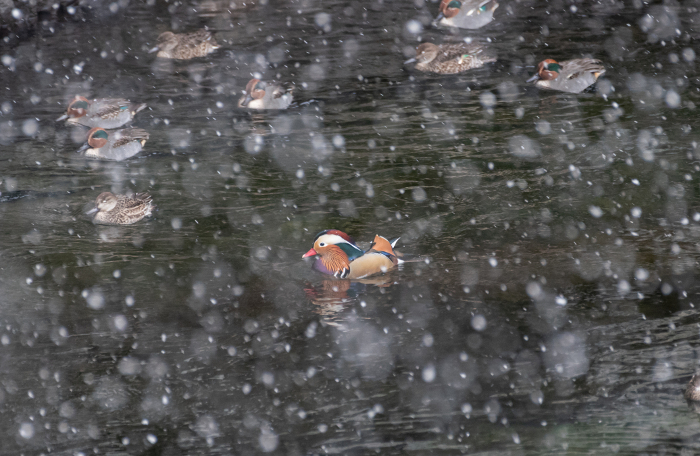 A flock of ducks swimming in the snow