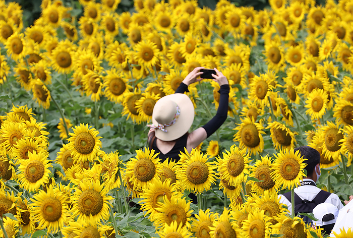 Sunflower Festival  in Nogi Town, Tochigi Prefecture July 31, 2022, Nogi, Japan   People admire some 300,000 sunflowers growing in a field at the 31st Sunflower Festival in the town of Nogi in Tochigi prefecture, north of Tokyo on Sunday, July 31, 2022.       Photo by Yoshio Tsunoda AFLO  