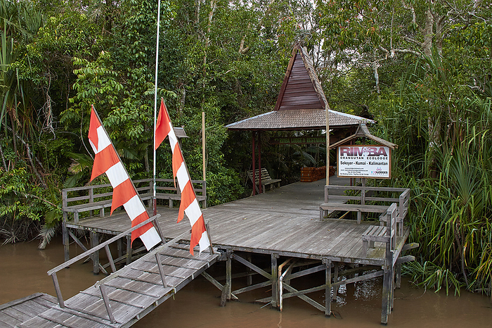 orangutan Rimba Lodge, Kalimantan, Indonesia