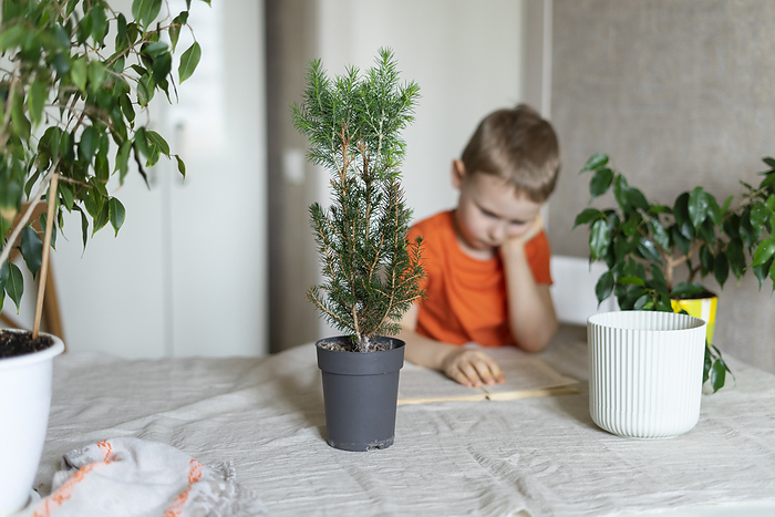 Dad and son are transplanting a Christmas tree into a larger pot at home Boy with hand on chin reading by plants at home