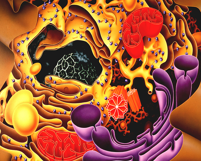 Cell interior, illustration Illustration of the structure of a typical animal cell. The cell nucleus is at centre left. It holds the cell s genetic material in the form of DNA  deoxyribonucleic acid . Surrounding the nucleus is the endoplasmic reticulum  ER, orange . Some parts of the ER are studded with ribosomes  purple spheres , sites of active protein synthesis. Vesicles  spheres  leave the rough ER, releasing their protein cargo into the Golgi apparatus  purple at bottom right  where the proteins are stored before being re packaged for transport. Mitochondria  red at bottom  are the sites of energy synthesis within the cell. The two red rod like structures at lower centre are a centrosome, which is made up of two centrioles at right angles to each other. Centrosomes are involved in assembling the spindle that pulls cells apart during mitosis  nuclear division  and the production of cilia and flagella., by FRANCIS LEROY, BIOCOSMOS SCIENCE PHOTO LIBRARY