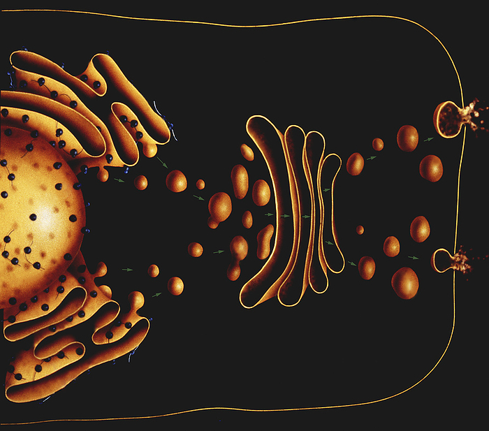 Cellular protein transport, illustration Cellular protein transport. Proteins are synthesises by ribosomes  blue dots  on the endoplasmic reticulum  left . They are then transported in vesicles  spheres  to the Golgi apparatus  centre right  where they are modified and packaged for transport out of the cell  far right ., by FRANCIS LEROY, BIOCOSMOS SCIENCE PHOTO LIBRARY