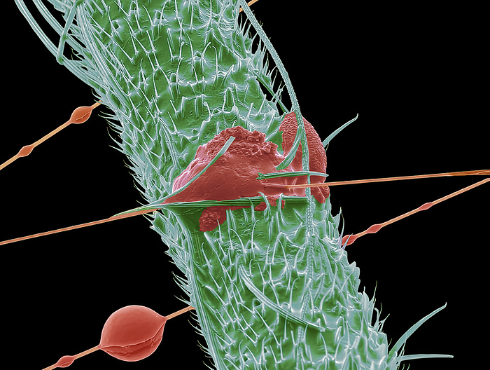 Spider s web, SEM Spider s web. Coloured scanning electron micrograph  SEM  of gum drops on a strand of silk from the web of a garden orb spider  Araneus diadematus  attached to the leg of a captured insect. The silk strands are coated in a viscous layer that has adhesive properties. The gum droplets are thought to slow the drying of the adhesive and to improve the stopping power of the web. Garden orb spiders build their webs between low plants, where they catch flying insects. Magnification x 200 at 10cm wide., by STEVE GSCHMEISSNER SCIENCE PHOTO LIBRARY