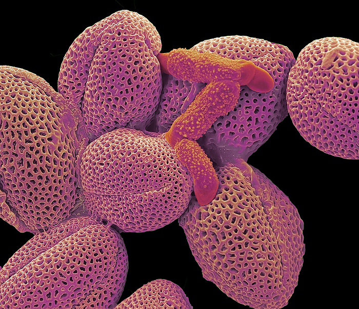 Germinating pollen, SEM Germinating pollen. Coloured scanning electron micrograph  SEM  of pollen grains on the back of spider that have sprouted pollen tubes  red . Pollen contains the male sex cells of a plant. Pollen tubes are produced when a pollen grain lands on the pistil  female part  of a flower. The tube burrows down into the pistil to reach the ovaries, where it fertilises the ovum  egg cell . Magnification: x200 when printed at 10 centimetres wide., by STEVE GSCHMEISSNER SCIENCE PHOTO LIBRARY