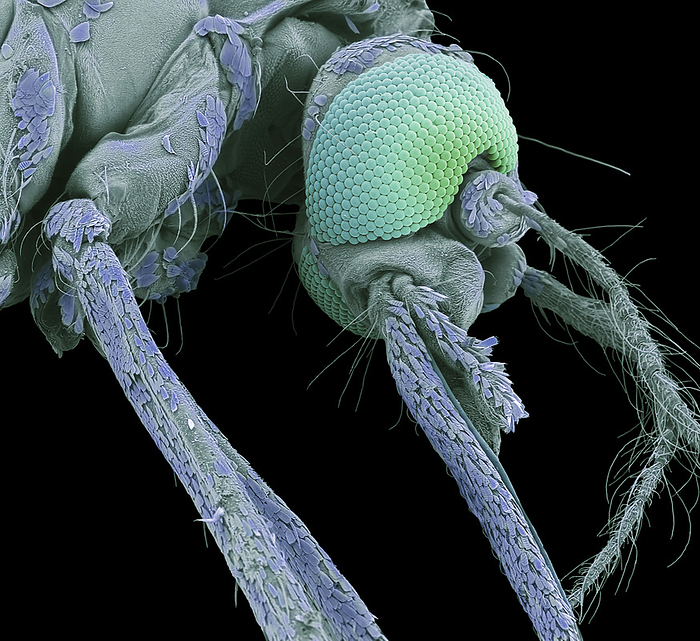 Aedes mosquito, SEM Aedes mosquito. Coloured scanning electron micrograph  SEM  of a female aedes mosquito. Aedes is a genus of mosquitoes originally found in tropical and subtropical zones, but now found on all continents except Antarctica. The palps carry receptors which guide the mosquito to its host. The proboscis, composed of the labium and two labella, is used for feeding, and is the part responsible for the mosquito s sting. The Aedes mosquito is the vector for the several diseases. However, the male male doesn t bite, only the female drinks the blood of animals and thus transmits the disease.Only some species of this genus transmit serious diseases, including dengue fever, yellow fever, the Zika virus, and chikungunya. Magnification: x40 when printed at 10 centimetres wide., by STEVE GSCHMEISSNER SCIENCE PHOTO LIBRARY