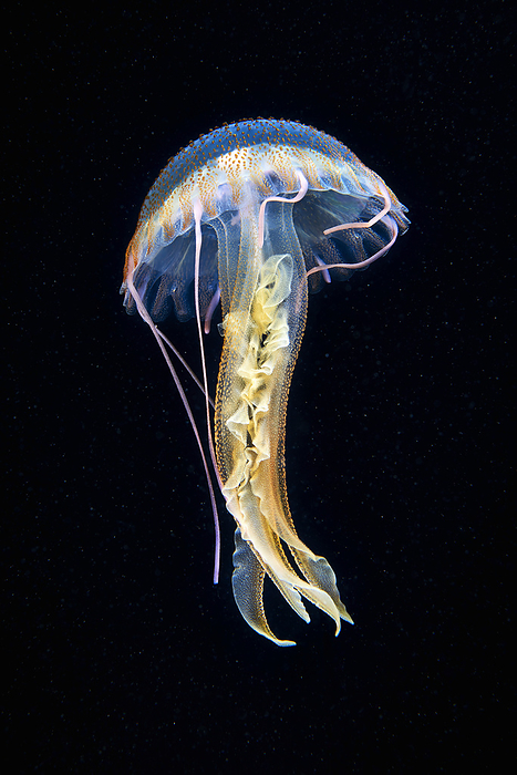 Mauve stinger jellyfish Mauve stinger jellyfish  Pelagia noctiluca ., by ALEXANDER SEMENOV SCIENCE PHOTO LIBRARY