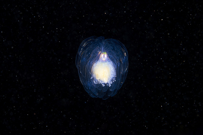 Siphonophore Unidentified siphonophore., by ALEXANDER SEMENOV SCIENCE PHOTO LIBRARY