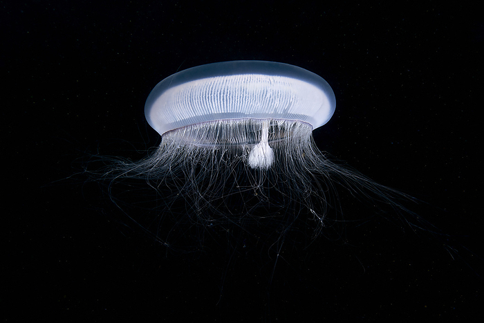 Crystal jellyfish Crystal jellyfish  Aequorea sp. ., by ALEXANDER SEMENOV SCIENCE PHOTO LIBRARY