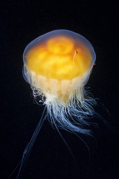 Egg yolk jellyfish Egg yolk jellyfish  Phacellophora camtschatica ., by ALEXANDER SEMENOV SCIENCE PHOTO LIBRARY