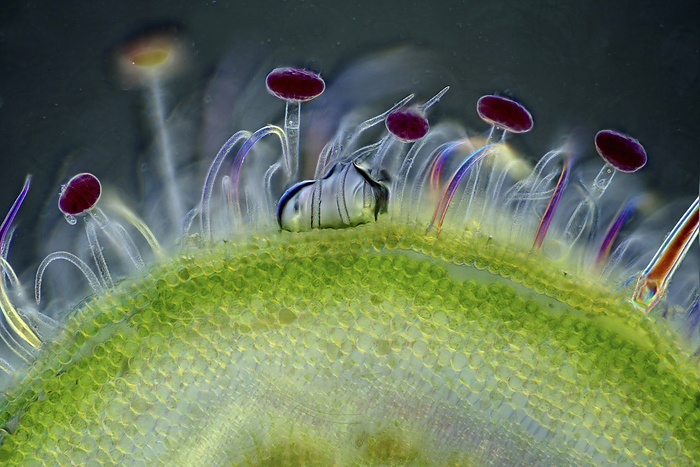 Knautia arvensis trichomes, light micrograph Polarised light micrograph of field scabious  Knautia arvensis  trichomes. Magnification: x93 when printed on 10 cm wide.   , by MAREK MIS SCIENCE PHOTO LIBRARY