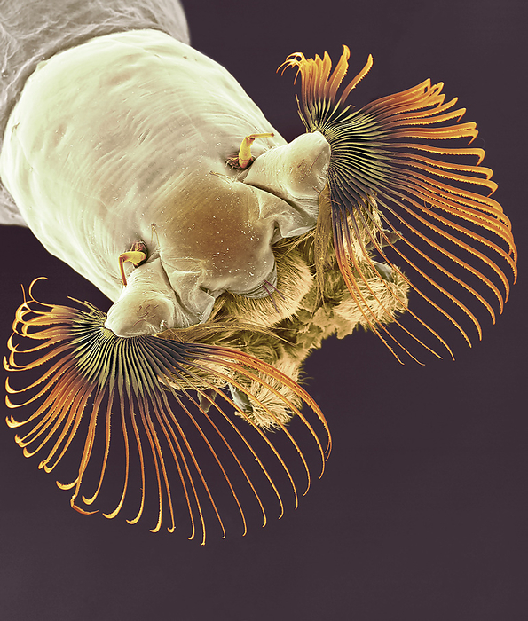 Black fly larva, SEM Coloured scanning electron micrograph  SEM  of the head of a black fly  Prosimulium caudatum  larva showing the prominent feeding combs. P. caudatum is a blood sucking insect closely related to mosquitoes. The head possesses two compound eyes, short segmented antennae and skin piercing mouthparts. Black flies are considered a human pest in some areas of the US and Canada. Adult females of certain species are fierce biters, whereas others are strictly a nuisance by their presence around exposed skin areas. Female black flies require a blood meal  males feed mainly on nectar. Adult black fly females lay their eggs in slow moving waters. Larvae emerge from eggs and attach themselves to aquatic vegetation and rocks. Also shown is the prothoracic proleg that is used to pull or hold threads of silk, as well as to grasp the silk pad it forms on a substrate in moving water. Most black fly larvae are filter feeders. A head fan sweeps food material into the mouth. Larvae pass through six instar stages before reaching the pupal stage. Pupae are encased in a silken cocoon attached to vegetation or other objects in the water. Adults emerge from the pupal case through a slit in the pupal cuticle and float to the surface on a bubble of air. Black flies can transmit filarial worms to humans resulting in a disease called onchocerciasis, which cause blindness. They may also be potential transmitters of encephalitis. Magnification: x10 when shortest axis printed at 25 millimetres., by DENNIS KUNKEL MICROSCOPY SCIENCE PHOTO LIBRARY