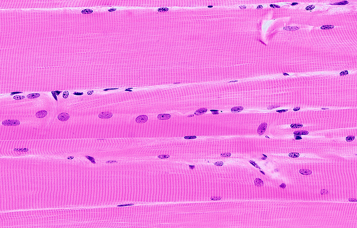 Skeletal muscle, light micrograph Skeletal muscle, light micrograph. Longitudinal section of muscle fibres identified as skeletal, or voluntary, muscle as the fibre cytoplasm is filled with repetitive dark and light bands  sarcomeres  of contractile filaments, and the nuclei are displaced to the edge of fibres. Three nuclei appear in the centre of the fibre due to the plane of the section being deep to the surface of the muscle fibres. This emphasizes the multicellularity of a muscle fibre originally formed by fusion of hundreds or thousands of individual cells. Acrylic resin section, haematoxylin eosin stain. Magnification: x 450 when width printed at 10cm., by MICROSCAPE SCIENCE PHOTO LIBRARY