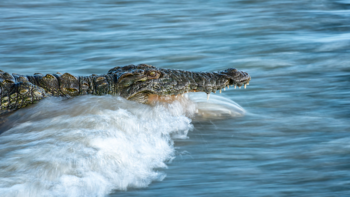 Londolozi Wildlife Reserve,South Africa,Crocodile, Crocodylus niloticus, opens its mouth whilst in a river Crocodile, Crocodylus niloticus, opens its mouth whilst in a river, Londolozi Wildlife Reserve, South Africa