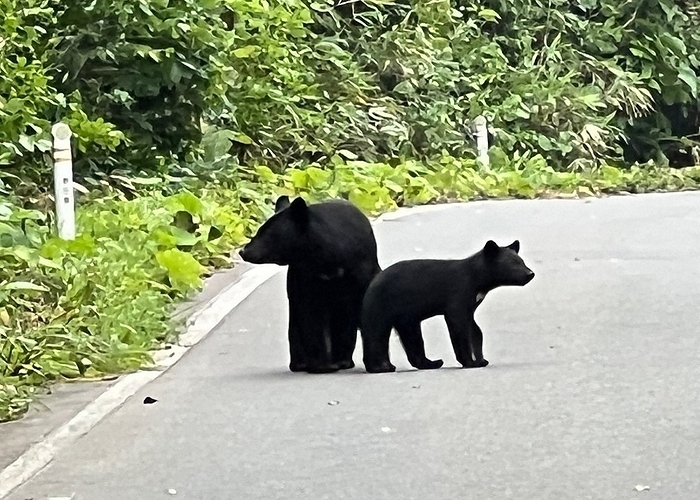 A black bear appears on the side of the Hachimantai Aspite Line road. A black bear appears on the side of the Hachimantai Aspite Line road. A black bear and its cubs are believed to be a father and son, photographed by Takeyuki Sato on August 8, 2022 at the Hachimantai Aspite Line in Kazuno, Akita City, Japan.