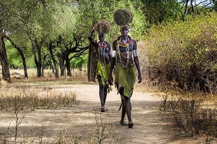 Toposa woman carrying straw, South Sudan Girls with collected reeds on their heads on their way home, Toposa tribe, Eastern Equatoria, South Sudan, Africa