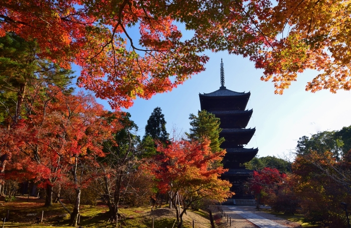 Autumn in Kyoto Ninna-ji Temple